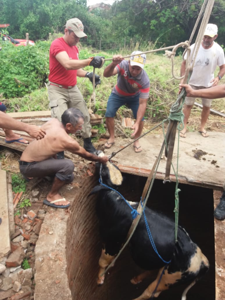 Bombeiros realizam resgates de animais