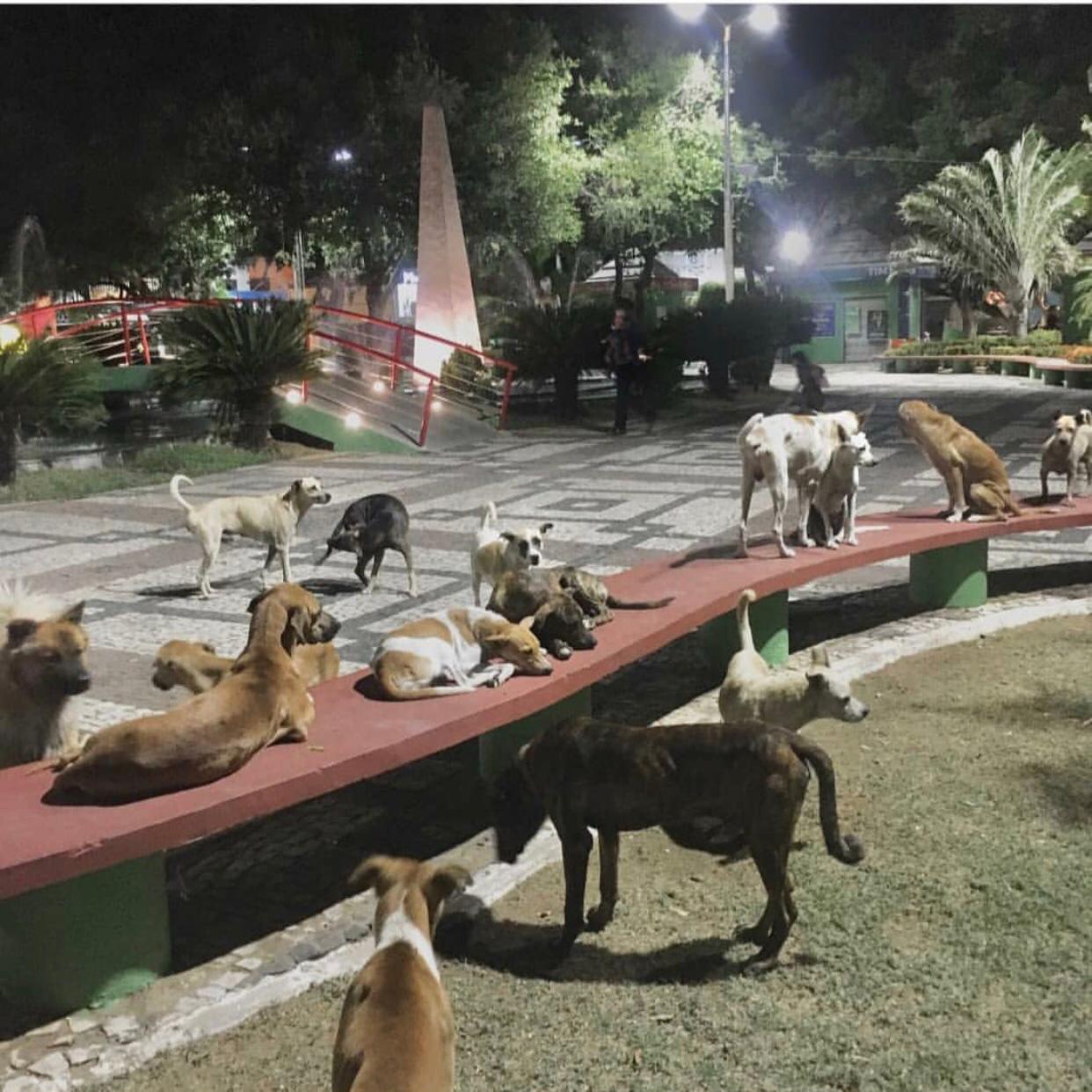 Imagens com animais de rua viralizam nas redes sociais