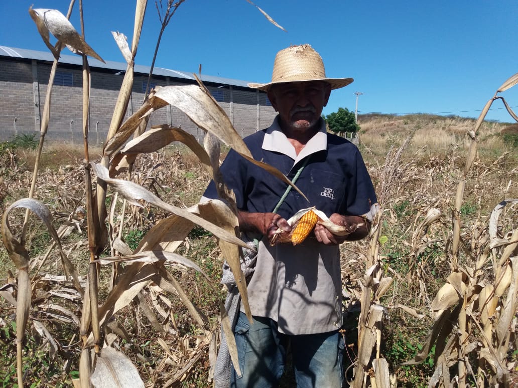 Agricultores colhem safra com queda de 40%