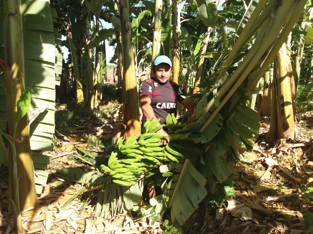 Ventania de 38,8 km/h derruba bananas no Cardoso I