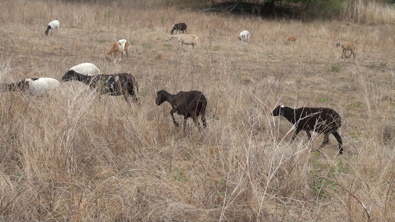 Queda de raio mata cinco ovelhas na zona rural