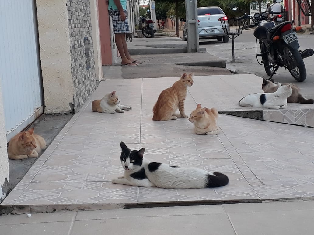 Pandemia faz aumentar número de animais abandonados nas ruas