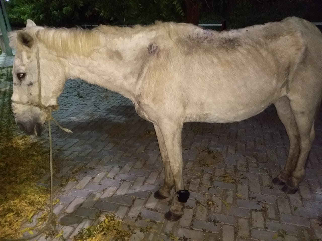 Na cidade de Iguatu, tornozeleira eletrônica é encontrada em pata de cavalo