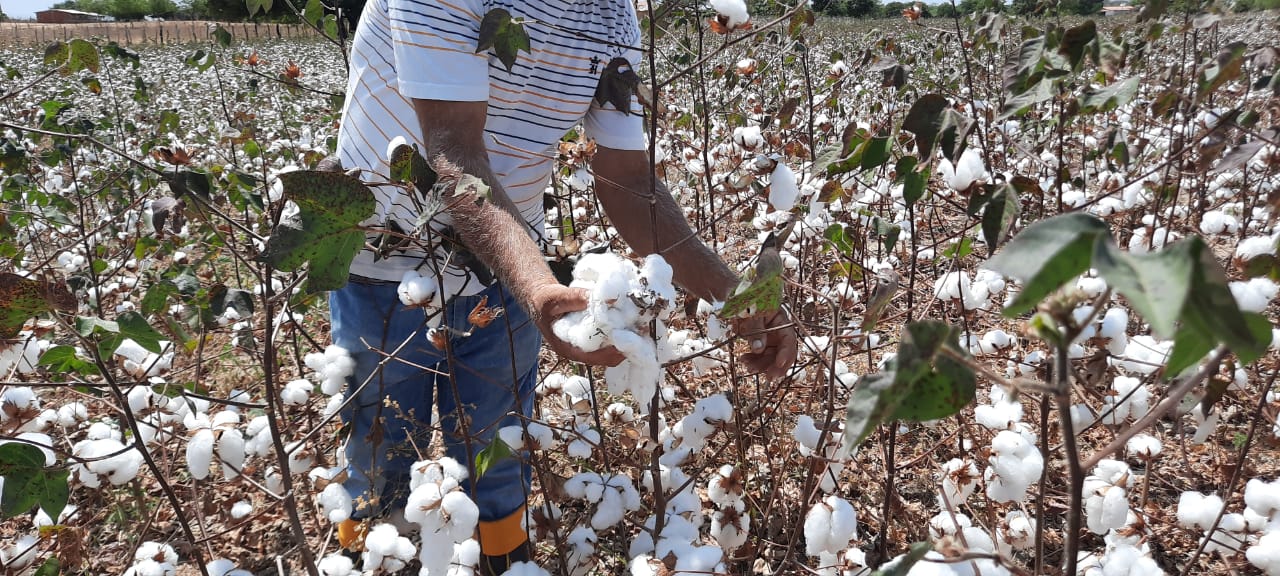 Produtor aposta na retomada do cultivo do algodão