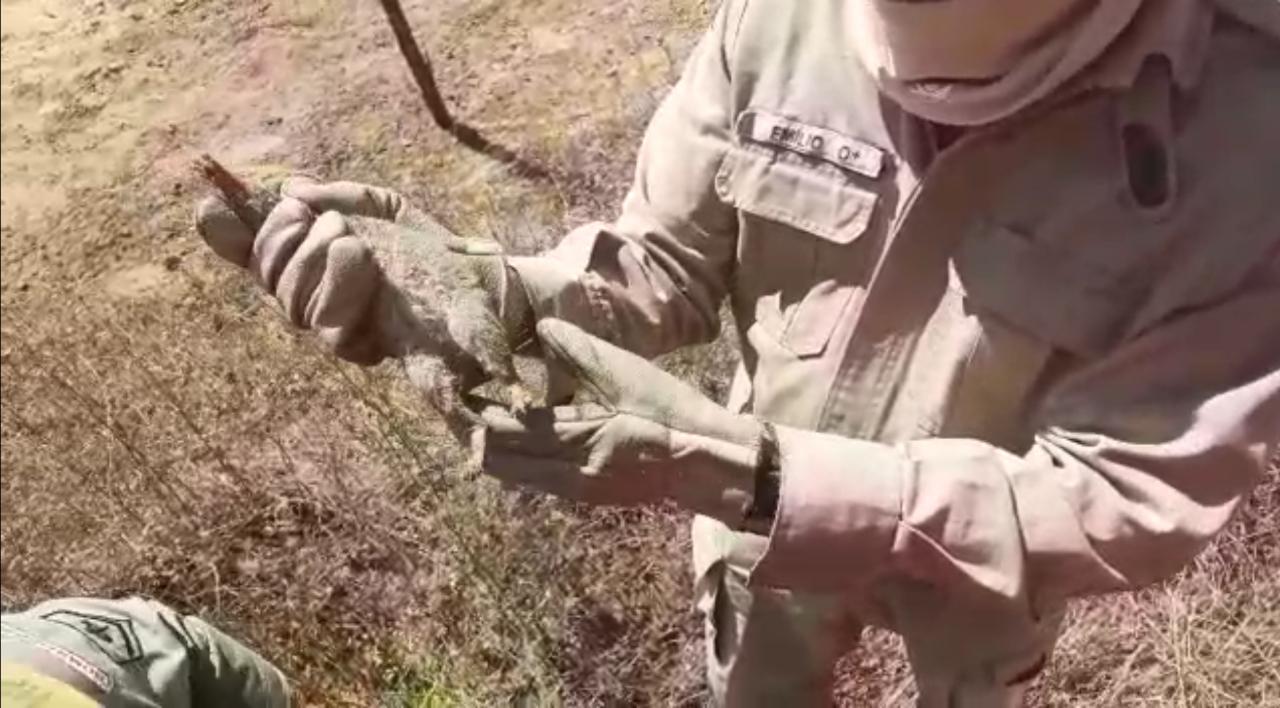 Mais de sessenta ocorrências de incêndios em vegetação em agosto