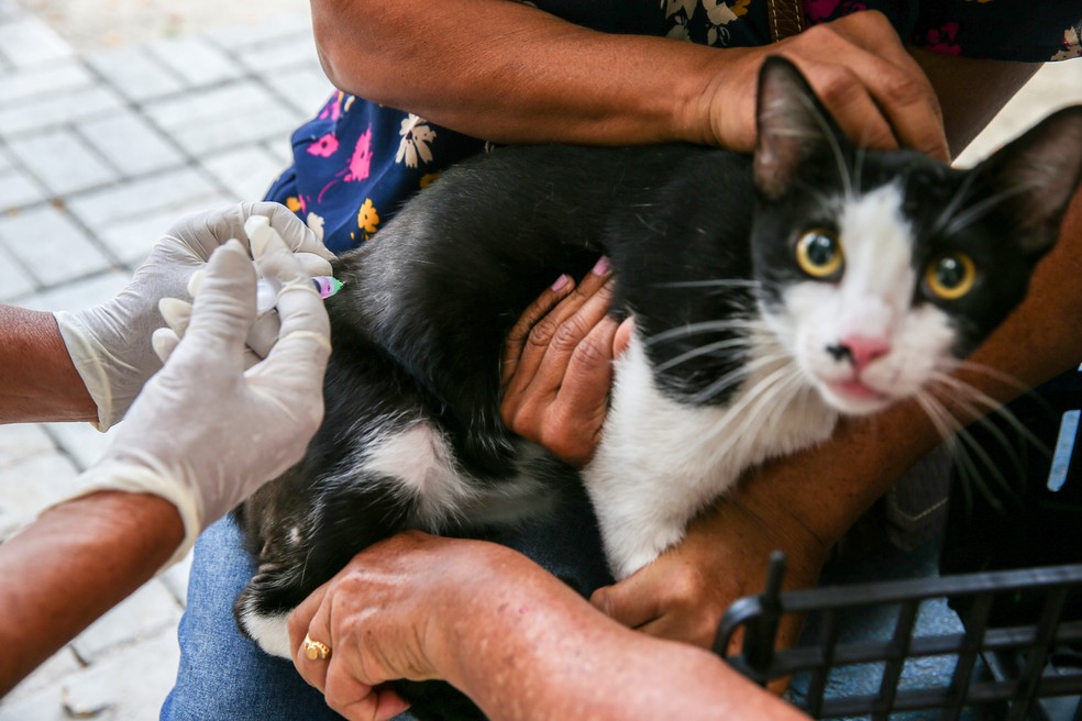 Campanha de vacinação antirrábica começa na segunda-feira, 14