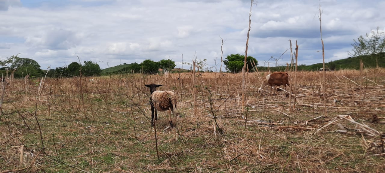 Produtores rurais de Suassurana enfrentam problemas para manter agricultura