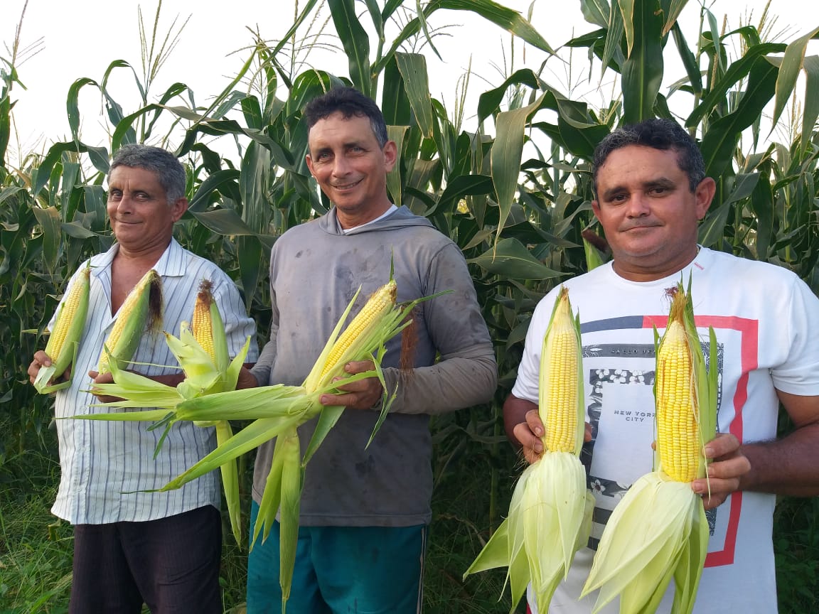 Irmãos se destacam na produção de milho-verde em Iguatu