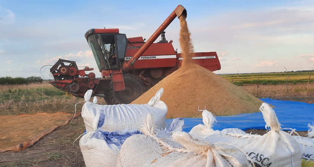 Bom inverno favorece retomada do cultivo de arroz