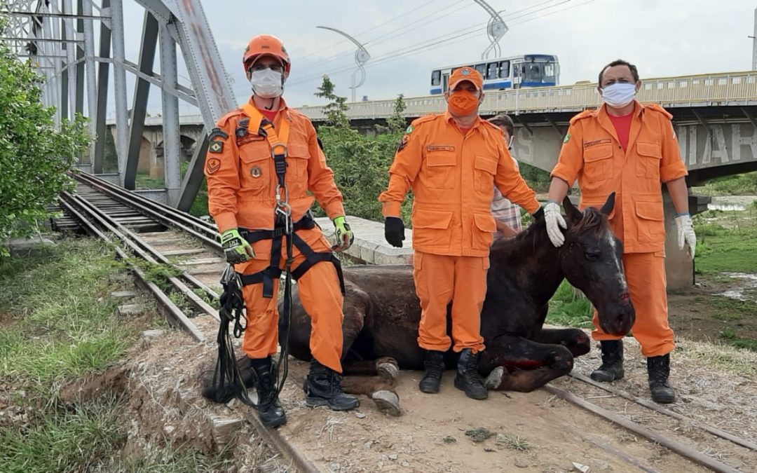 Animal preso na ponte metálica de Iguatu é resgatado pelo Corpo de Bombeiros