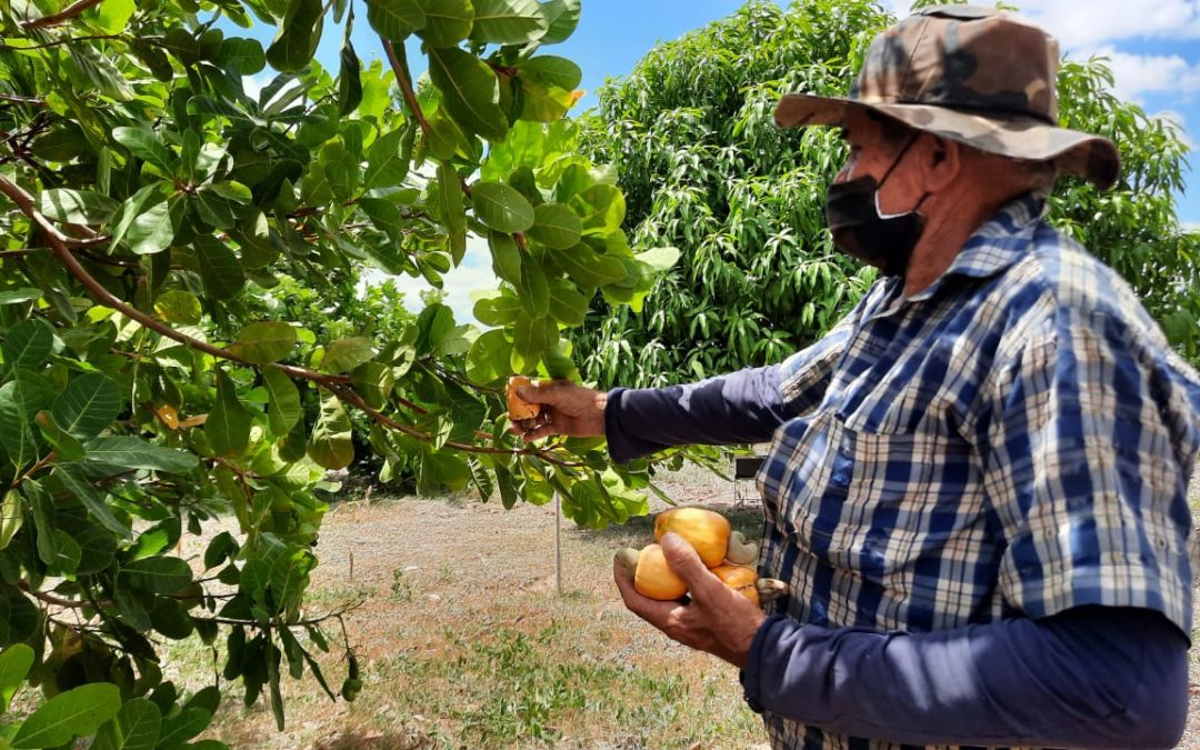 Pequenos produtores de Iguatu investem no cultivo do caju