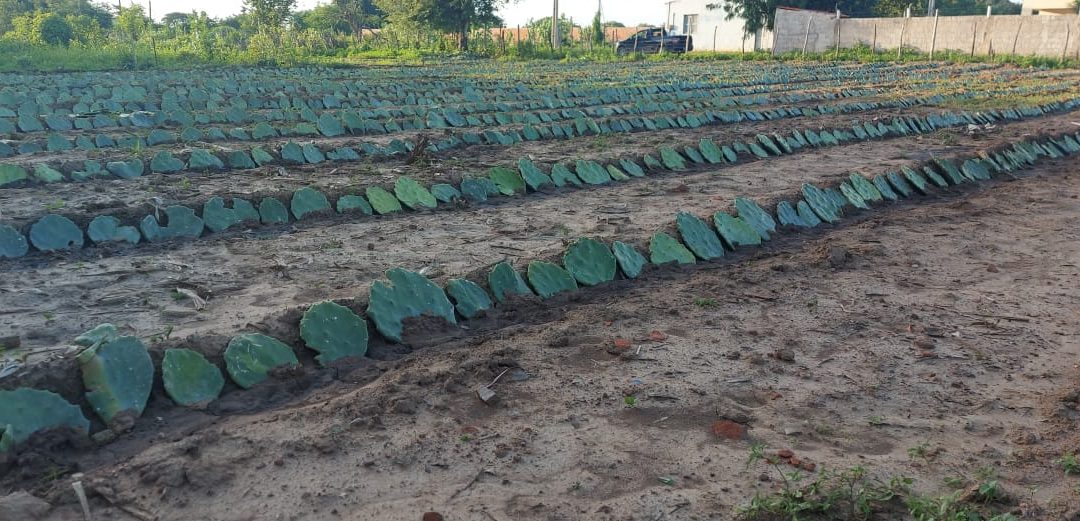 Palma forrageira é opção para alimentação dos rebanhos