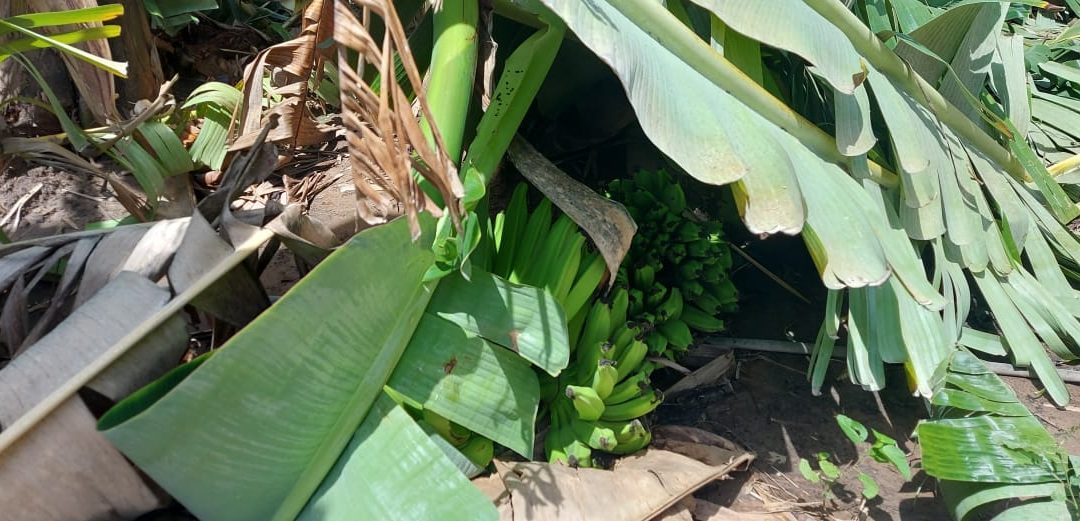 Produtores de banana acumulam novos prejuízos com forte ventania