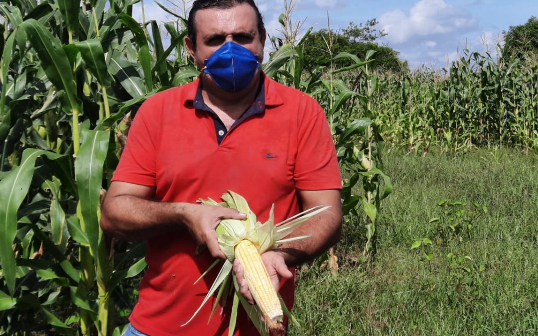 Manejo e chuvas asseguram produção de grãos de sequeiro