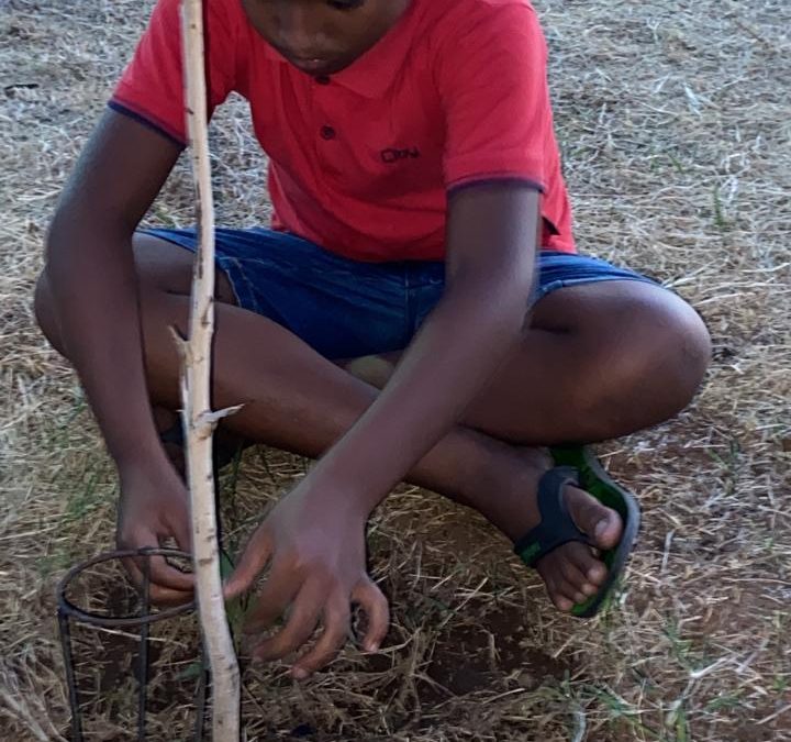 Estudante de 11 anos planta árvores na praça do bairro João Paulo II