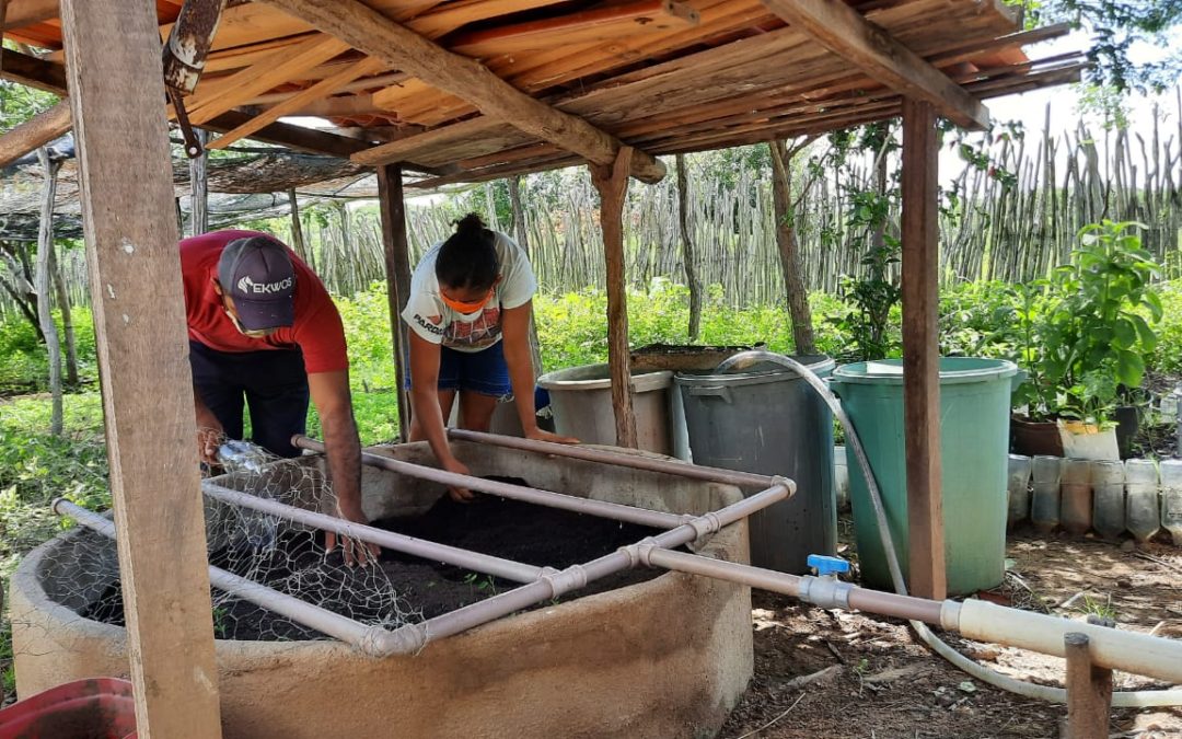 Sistema de reuso de água servida ajuda na produção de alimentos para famílias de agricultores