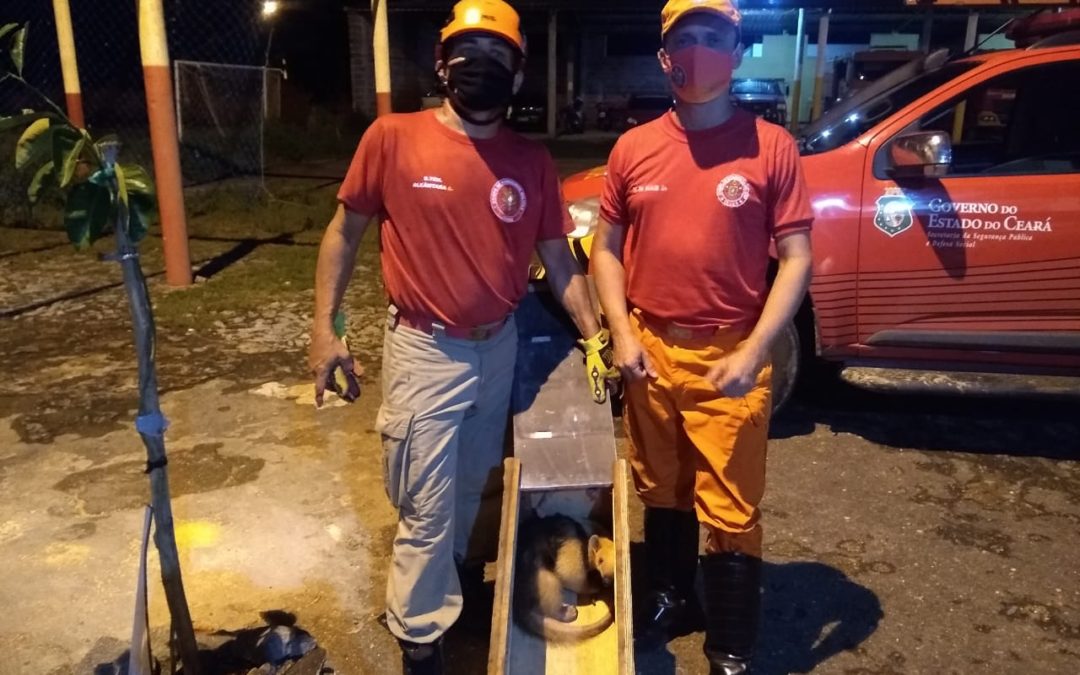 Tamanduá é capturado pelo Corpo de Bombeiros em Iguatu