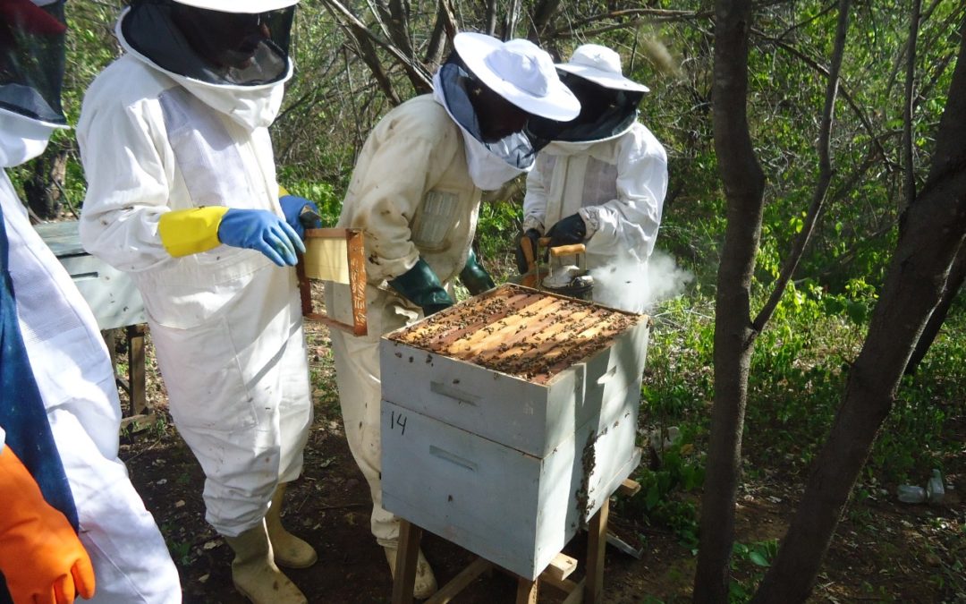 Dia do Apicultor resgata uma das profissões mais antigas da humanidade