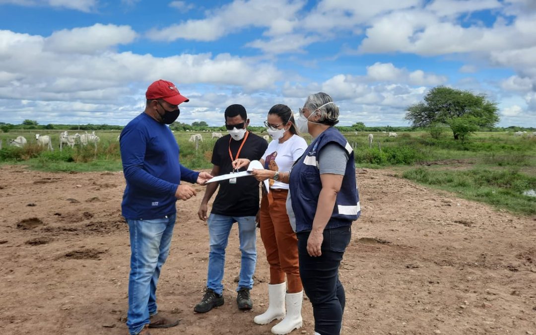 Criadores de gado bovino devem vacinar todo rebanho contra febre Aftosa