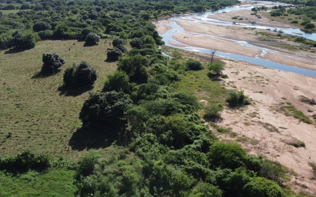 Manejo no rio Jaguaribe já recuperou mais de um hectare de mata ciliar