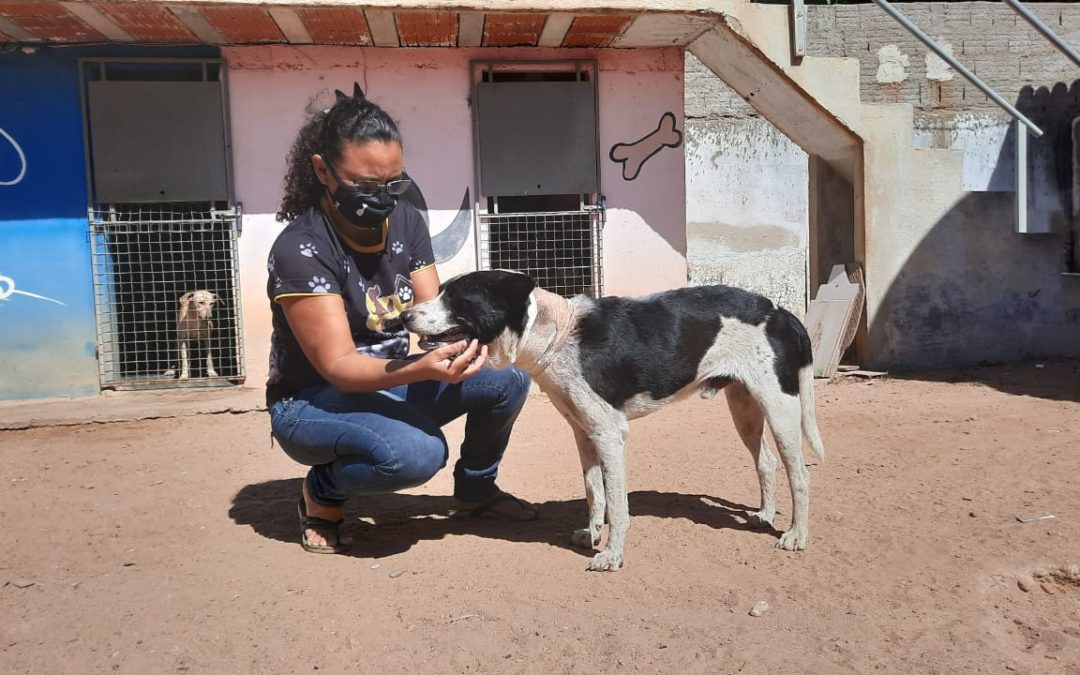 Cachorro ferido busca ajuda em clínica veterinária