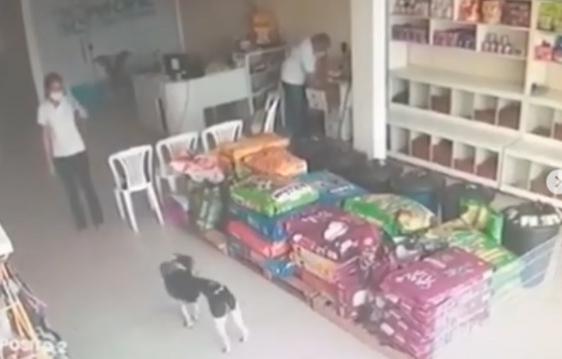 Ferido, cachorro entra em clínica veterinária de Iguatu e recebe cuidados