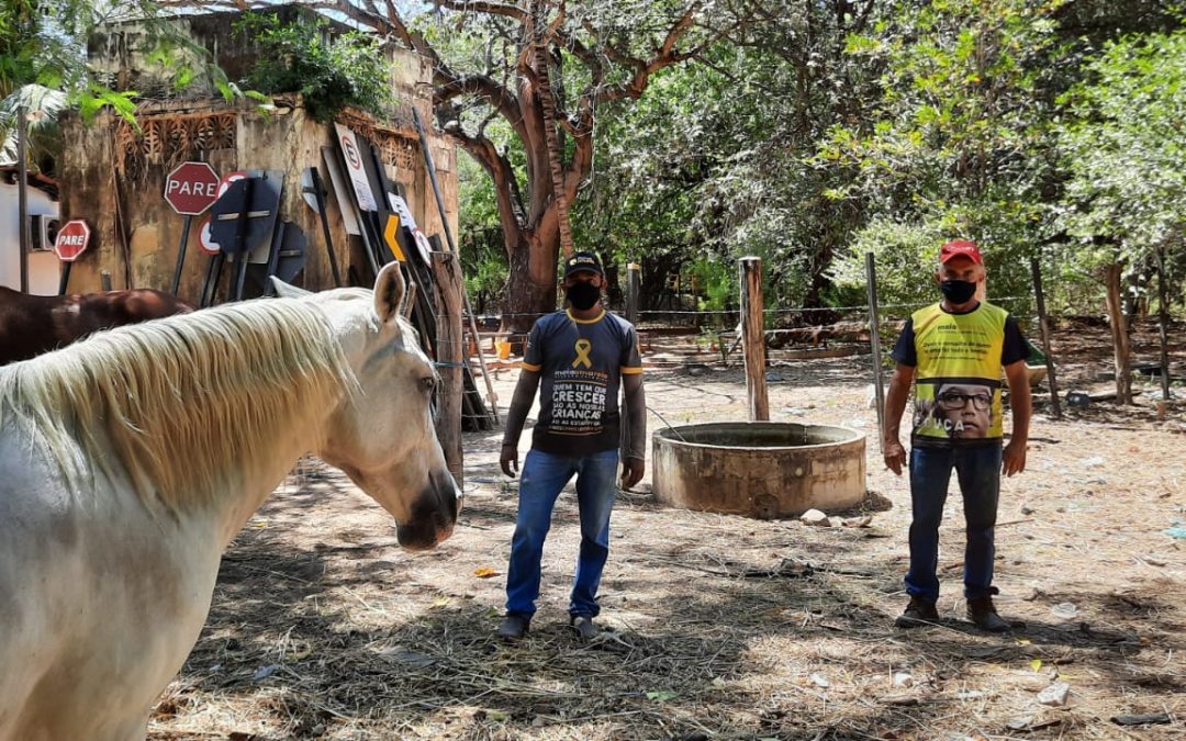 DEMUTRAN realiza capturas de animais de grande porte soltos em estradas vicinais e ruas