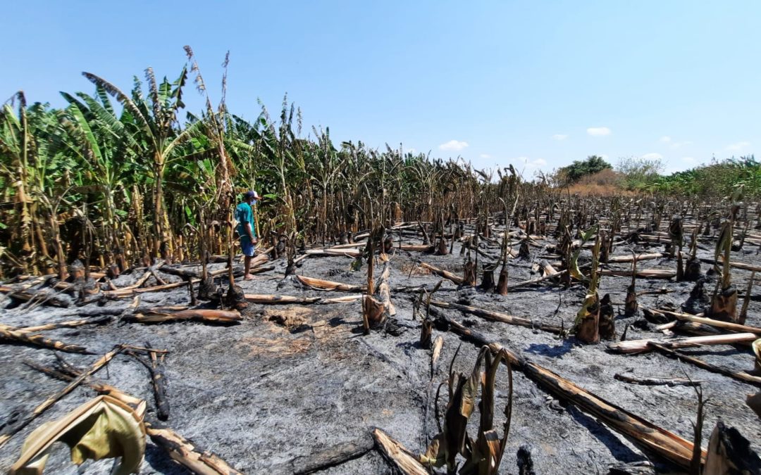 Aumenta registros de incêndios em plantações e áreas de pastagem em Iguatu