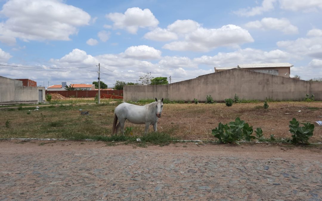 Aumenta recolhimento de animais de grande porte nos bairros e avenidas