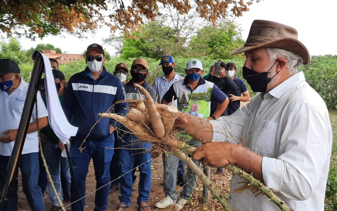 Silagem da rama da mandioca é usada para alimentação animal