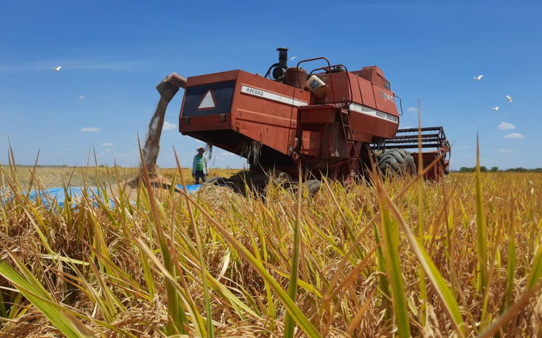 Começa colheita de arroz nas várzeas do açude Orós