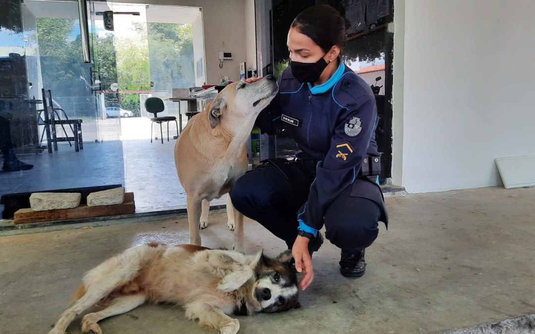 Corporações militares adotam animais