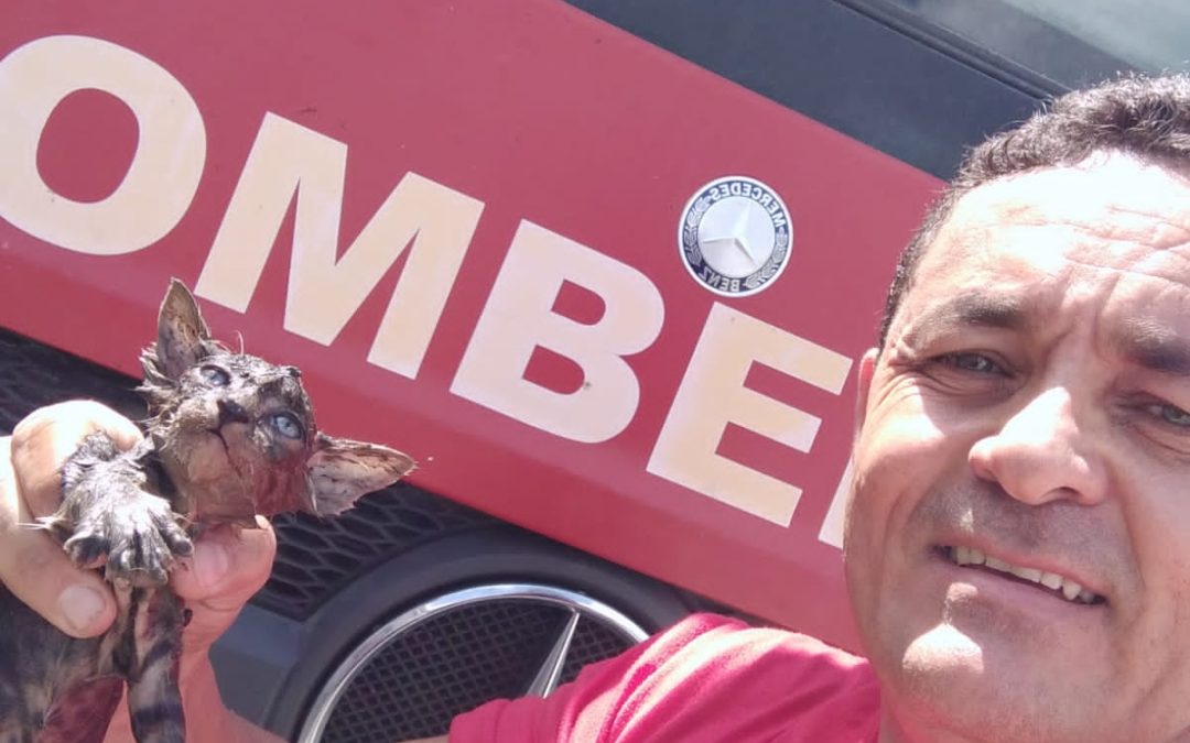 Bombeiros resgatam animais presos em tubulação de residência