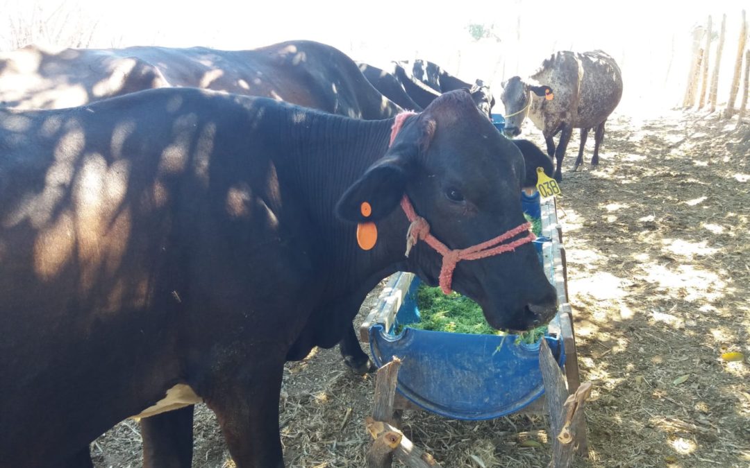 Secretaria de Desenvolvimento Agrário prepara Censo de Produção Agropecuária Iguatuense