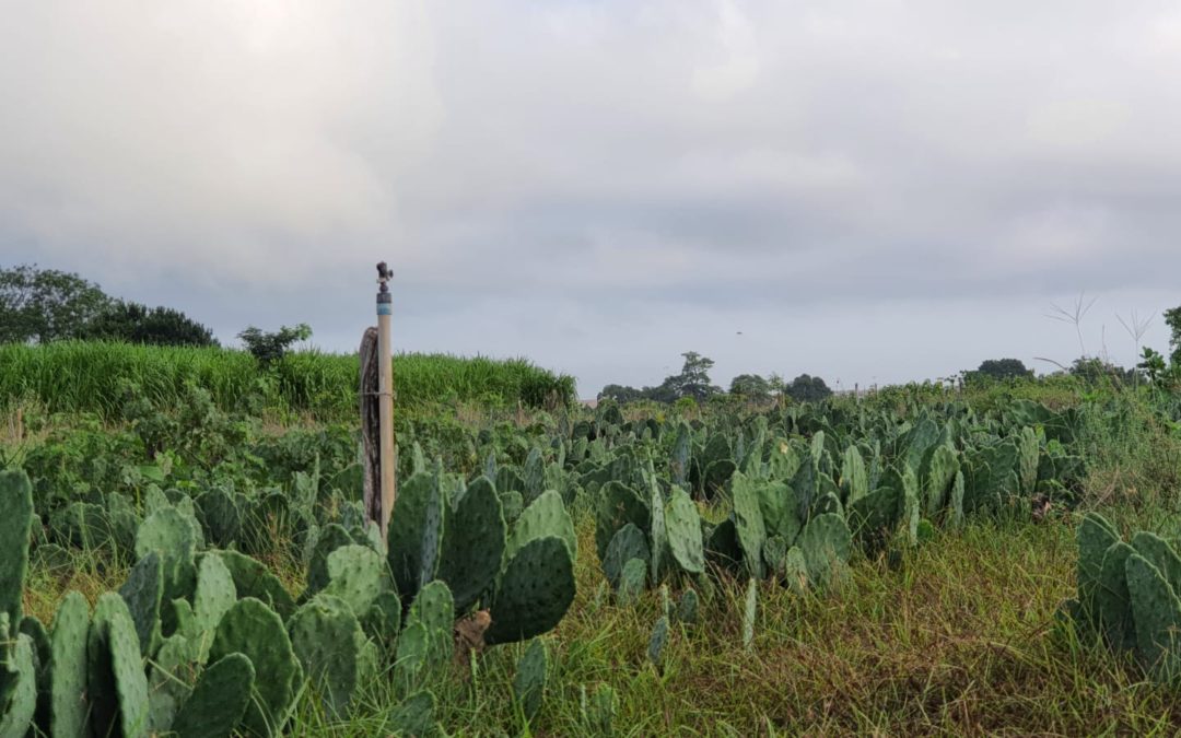 Produtores superaram a seca com mudança de hábitos e manejo