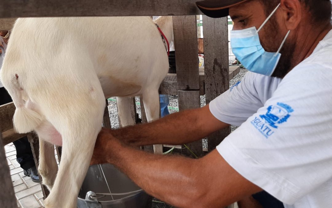 Iguatu e região se unem em cadeia produtiva da ovinocaprinocultura leiteira