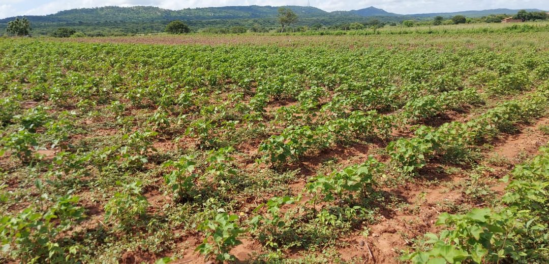 Agricultores do Alencar apostam na retomada do algodão