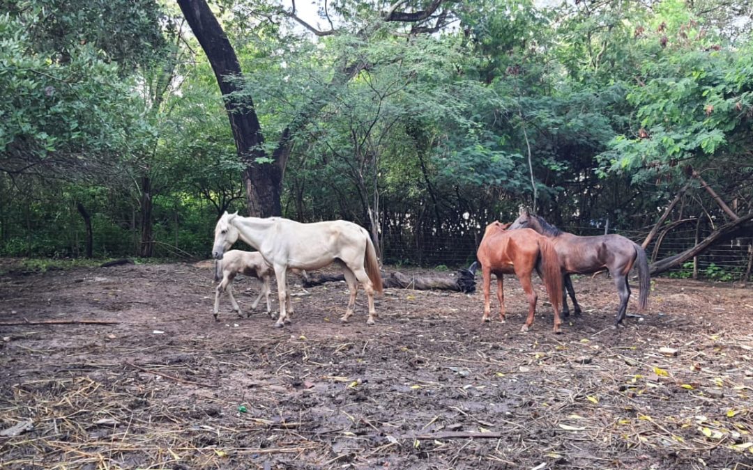 Demutran intensifica orientações e captura de animais