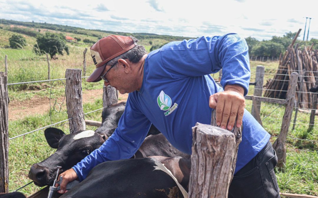 Criadores devem vacinar todo o rebanho de bovino contra a febre aftosa