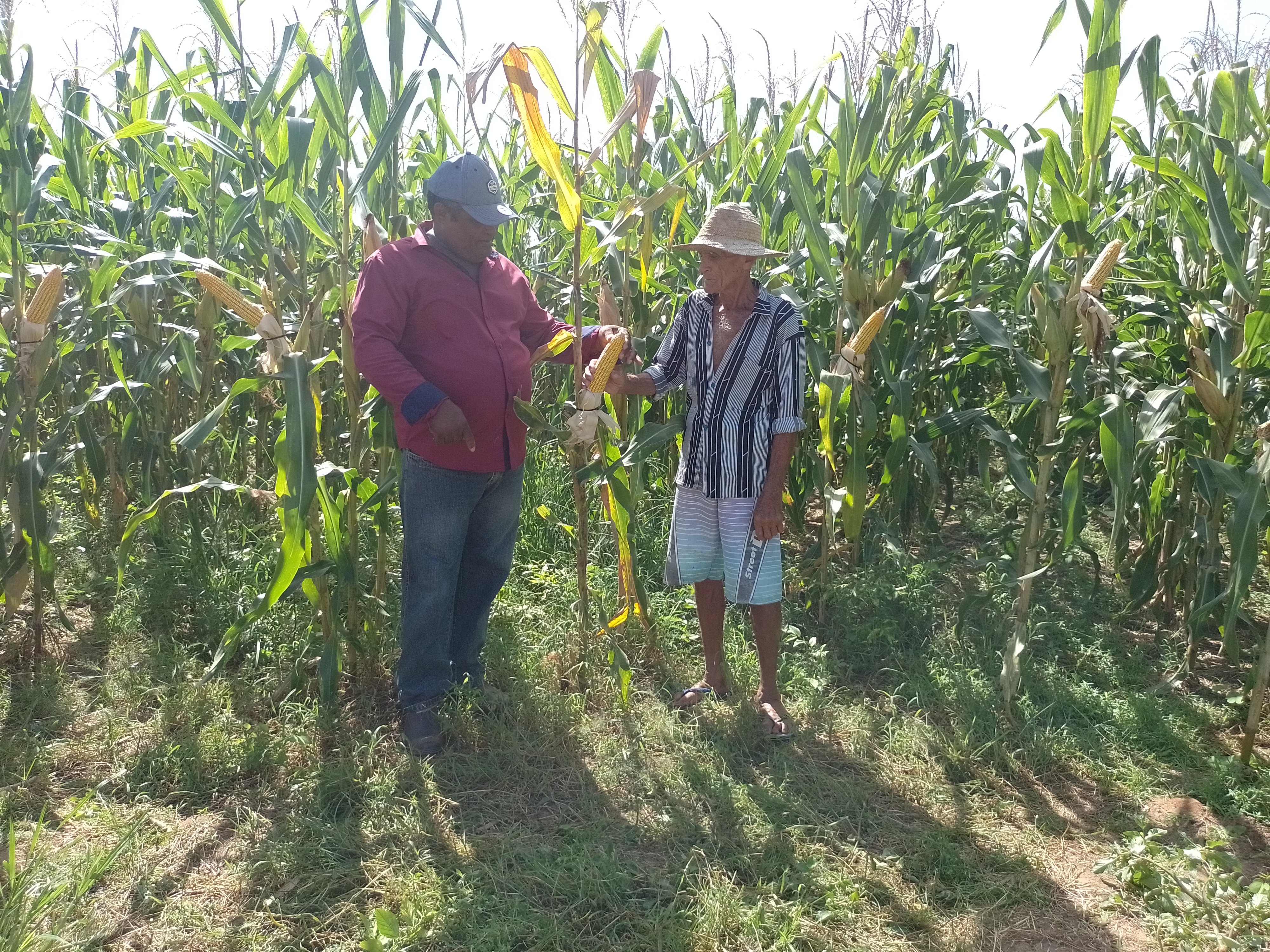 Milho híbrido alcança produtividade de até 9000/ha quilos em área experimental