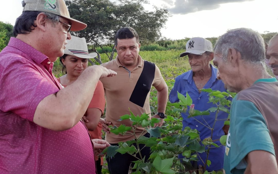 Produtores de algodão aprimoram técnicas para plantio e colheita