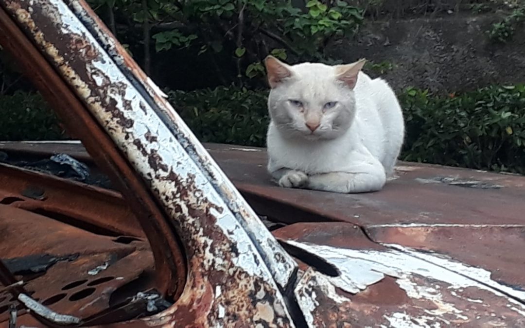 A Vida na Rua