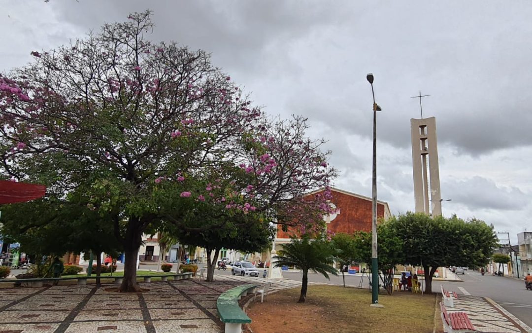 Floração do ipê encanta moradores do Prado