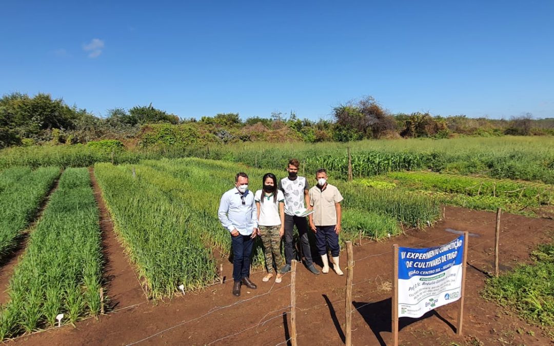 IFCE-Iguatu realiza experimento com cultivo de trigo