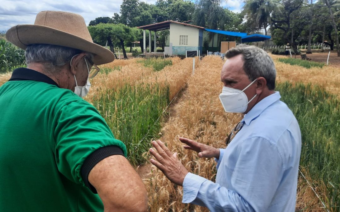 IFCE-Iguatu promove Dia de Campo sobre cultura do trigo