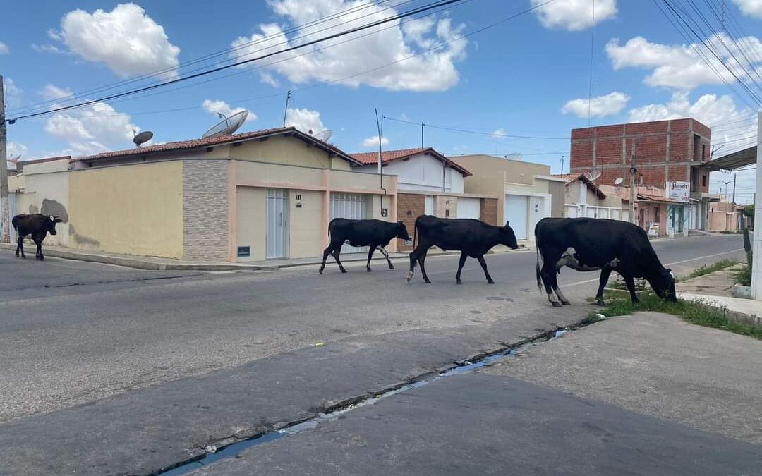 Moradores dos bairros Flores, Terra Bella e Areias denunciam animais soltos nas ruas