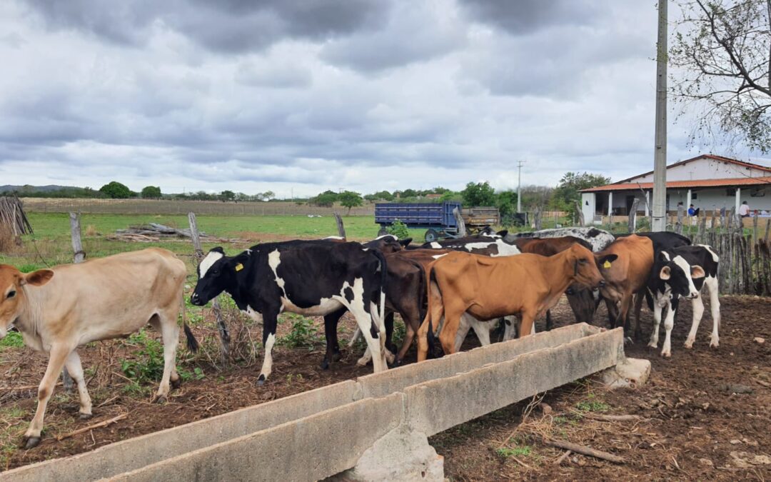 ADAGRI e SDA lançam campanha contra febre aftosa