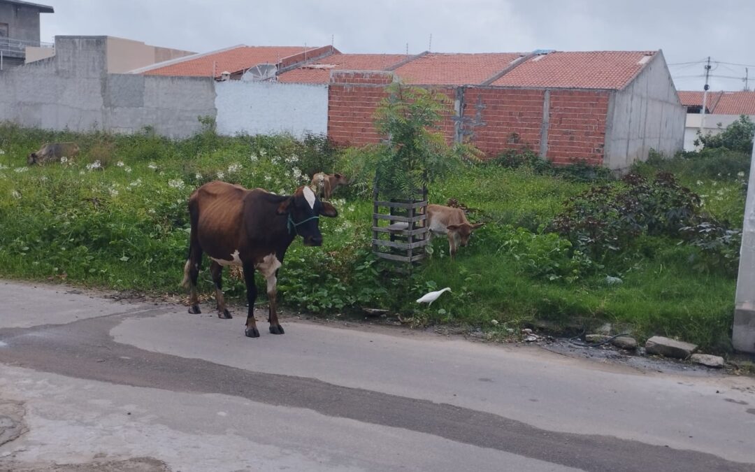 Moradores denunciam animais soltos, matagal e esgotos a céu aberto