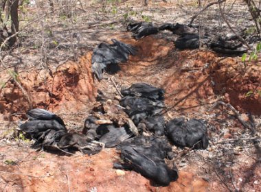 Urubus mortos entre Fomento e Vila Coqueiro chama atenção