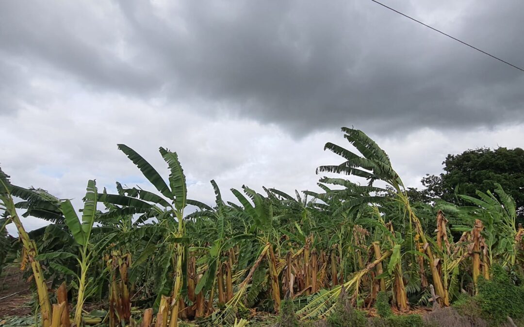 Ventanias voltam a destruir bananal em Iguatu